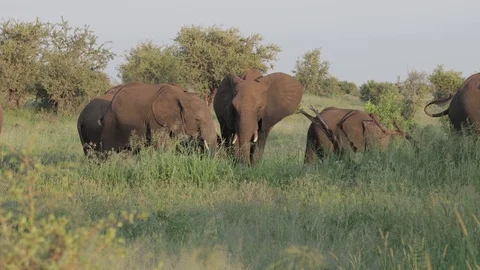 African elephant herd (2) Stock Footage 125128441