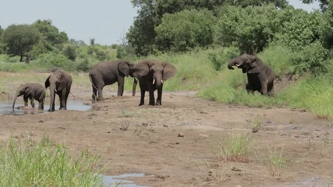 African elephant herd (3) Stock Footage 125288797