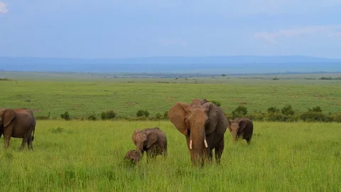 African Elephant herd 9sec Stock Footage 73926681