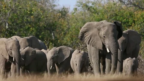 African Elephant herd in action marching towards the camera on safari Stock Footage