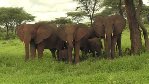 African Elephant herd alert 動画素材 83098085