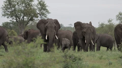African elephant herd casually approaches while grazing Stock Footage 125891041
