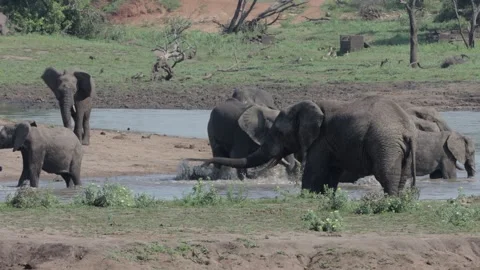 African elephant herd cools off Stock Footage 305324285