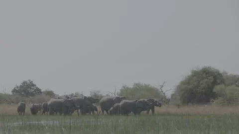 African elephant herd drinking Stock Footage 131243813