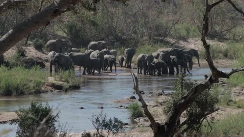 African elephant herd drinking Stockbeeldmateriaal 137856746