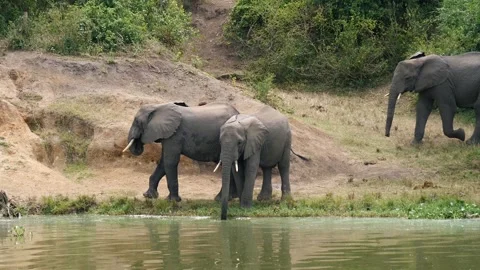 African elephant herd drinking at river bank Stock Footage 329563553