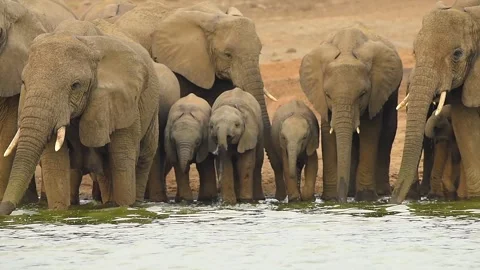 African Elephant Herd Drinking Water 4k Telephoto Lens Footage Vídeo Stock 338259285