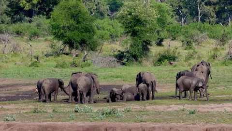 African Elephant herd ejoying mud bath Stock Footage 146277873