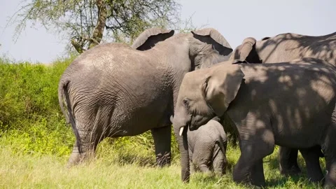 African Elephant Herd Stock Footage 327985662