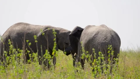 African Elephant Herd Stock Footage 327985689