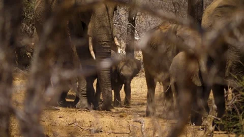 African elephant herd. Stock Footage 336036084