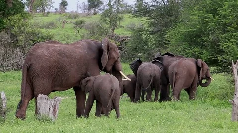 African elephant herd grazing sequence Stock Footage 74930947