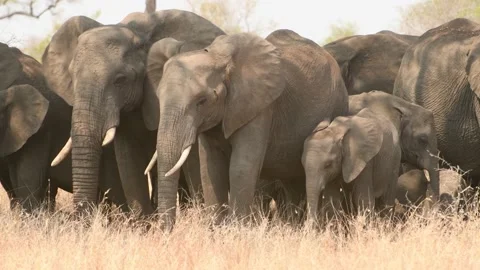 African elephant herd huddle in the shade, Africa Vidéo 232953468