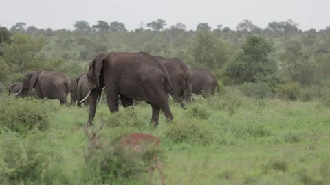 African elephant herd on the move Stockbeeldmateriaal 306537137