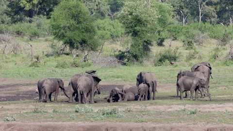 African elephant herd at mud bath Stock Footage 304742135