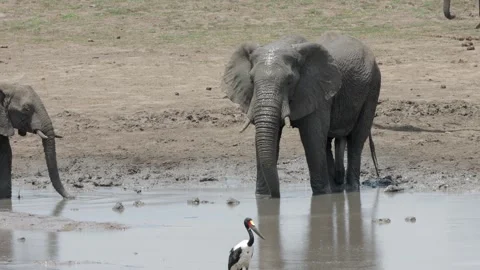 African elephant herd mud bath sequence 1 Stock Footage 306964349