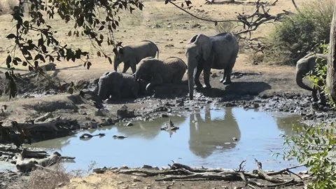 African Elephant Herd Mud Bathing at Savanna Waterhole Stock Footage 345537562