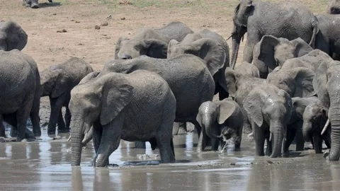 African elephant herd at mud pool during mid-day African heat (slo-mo) Stock Footage 146301324