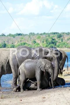 African Elephant Herd Stock Photos