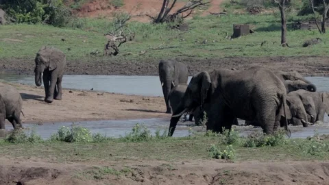 African elephant herd splash time Stockbeeldmateriaal 306536882