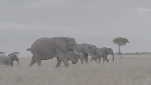 African elephant herd tracking shot Stock Footage
