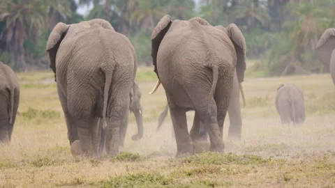 African elephant herd walking back raising dust to the forest after morning Stock Footage 331209388
