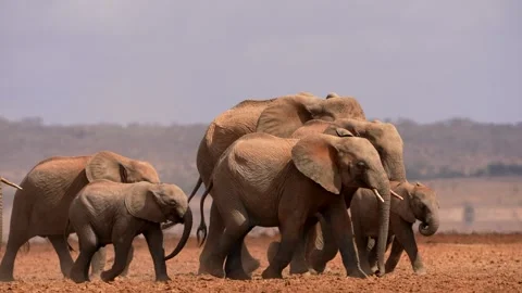 African Elephant Herd Walking Under Dramatic Cloudy Sky Stock Footage 333384509