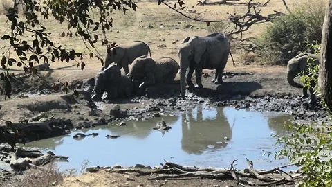 African Elephant Herd Wallowing Together in Mud at Waterhole Stock Footage 345665174
