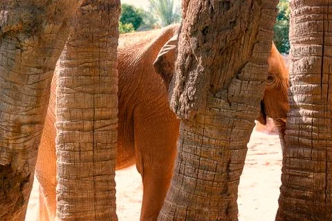 An African elephant hiding among the palm Stock Photos