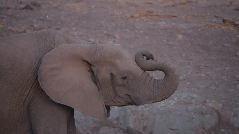African elephant holding trunk up at dusk in Gonarezhou National Park Zimbabwe Stock Footage 337433776