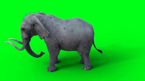 African elephant idle. Green screen 4k. Vídeo Stock 264947864