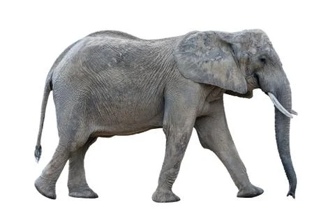 African elephant isolated Stock Photos