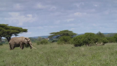 African Elephant in Kenya Stock Footage 193998525