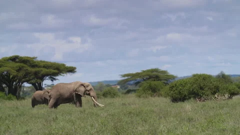 African Elephant in Kenya Stock Footage 193998736