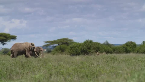 African Elephant in Kenya Stock Footage 193998853
