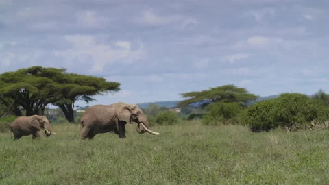 African Elephant in Kenya Stock Footage 193999026