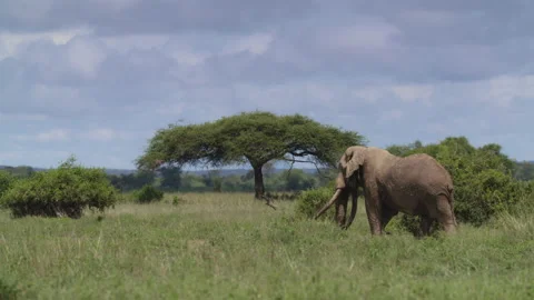 African Elephant in Kenya Stock Footage 194008103