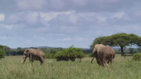 African Elephant in Kenya Stock Footage 194009601