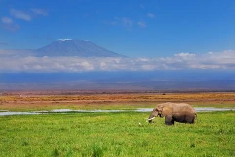 African elephant with Kilimanjaro in background Stock Photos