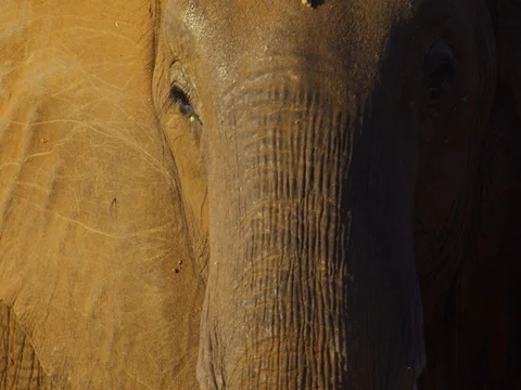 African Elephant looking into camera Stock Footage 72171408
