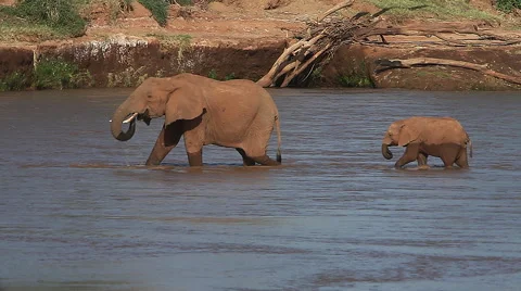 African Elephant, loxodonta africana, Adult and Calf crossing River, Samburu Stock Footage
