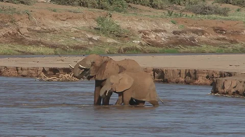 African Elephant, loxodonta africana, Adult and Calf crossing River, Spraying Stock Footage