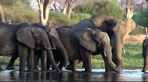 African Elephant, loxodonta africana, Group drinking water at Khwai River, Stock Footage