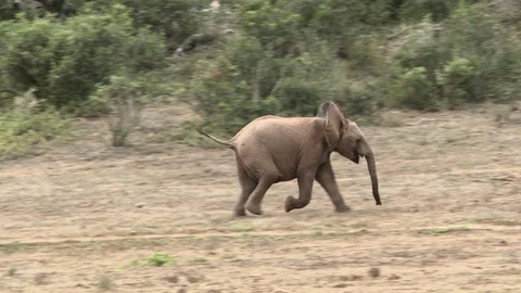 African elephant (Loxodonta africana) tiny calf running in search for his Stock Footage