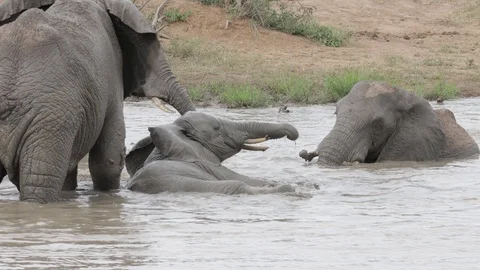 African elephant in mud bath (1) Stock Footage 125189792