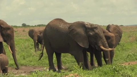 African Elephant mud bath 스톡 동영상 83098072