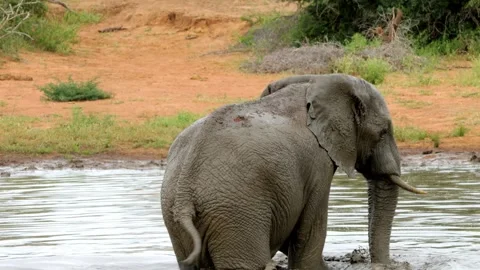 African elephant mud bath Stock Footage 304742163