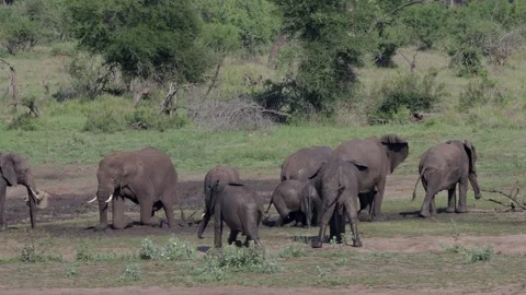 African elephant mud bath fun Stock Footage 304742207