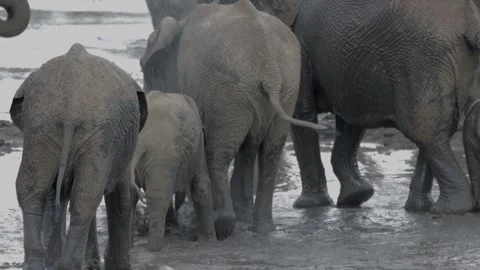 African elephant mud bath fun Stock Footage 305324492