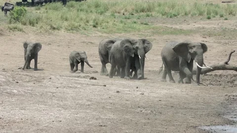 African elephant mud bath rush Stock Footage 306964297